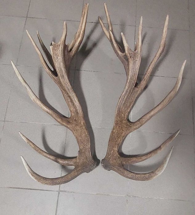 Poroże jelenia zrzuty