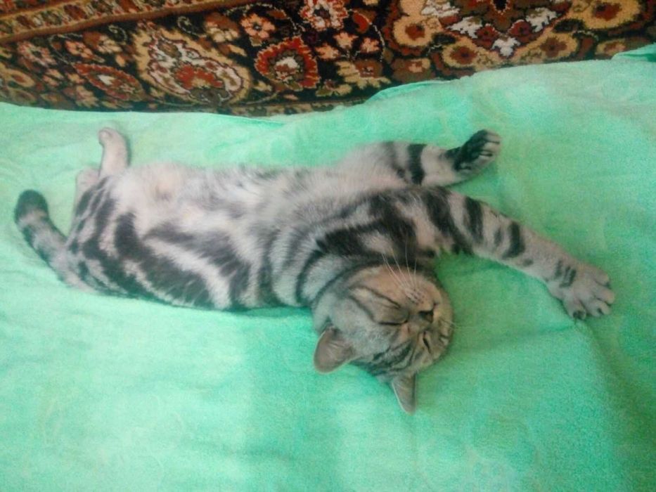 Вязка .Шотландский кот