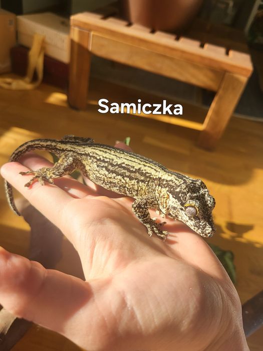 Para - Gekon Nie-orzęsiony, Uszaty