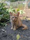 !СРОЧНО!Котята в хорошие руки