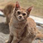 Maine Coon kotka es 25