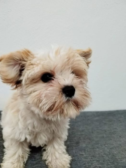 Cachorrinho Yorkshire Biewer