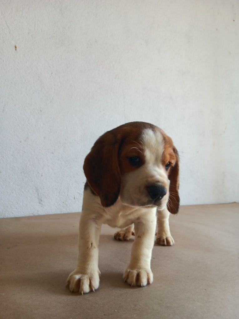 Beagle tricolor  porte pequeno