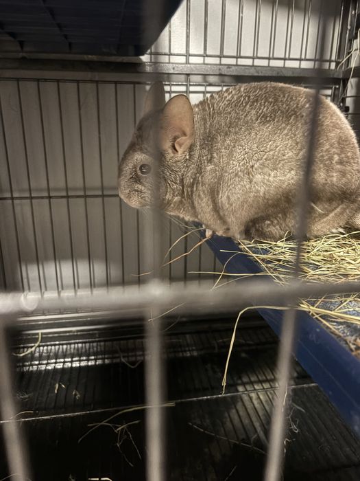 Szynszyle dwie samiczki