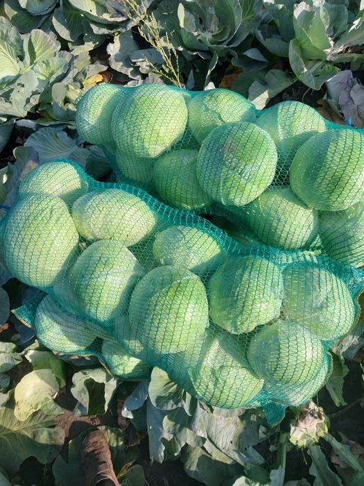 Продам капусту оптом. При купівлі оптом можлива доставка в м. Суми