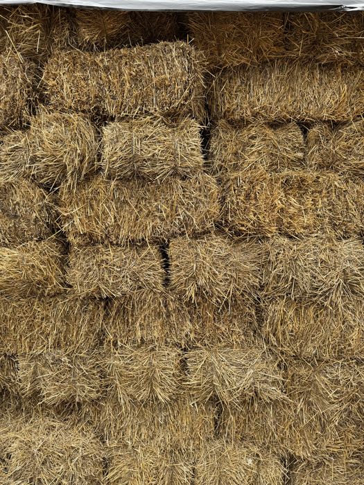 Тюки солома пшенична