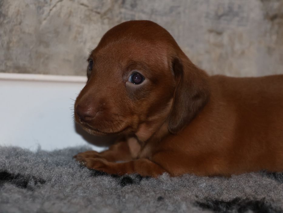 Jamnik Miniaturowy Jasno czekoladowy Piesek