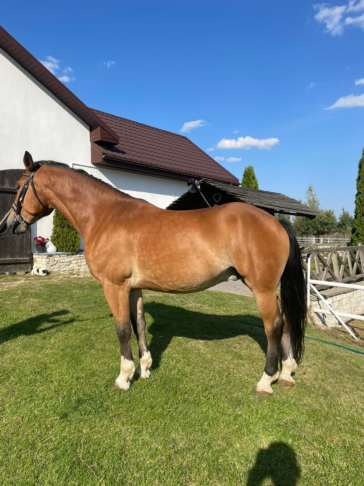 Wałach 4.5 latni