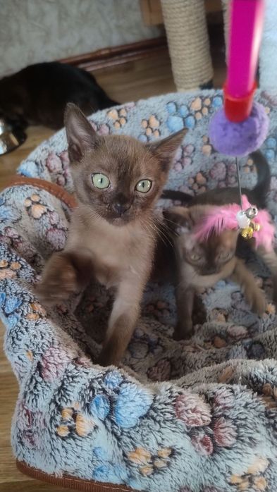 Бурма Европейская,соболиный мальчик