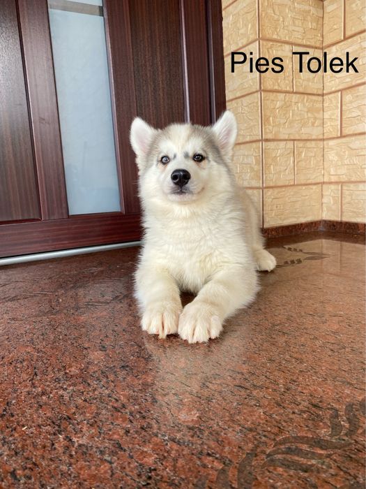 Husky Syberyjski