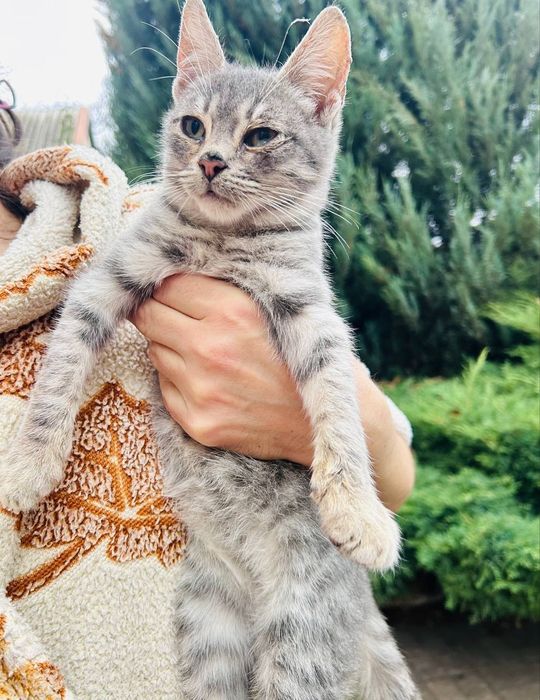 Котята, 3 місяці,корабельний рн