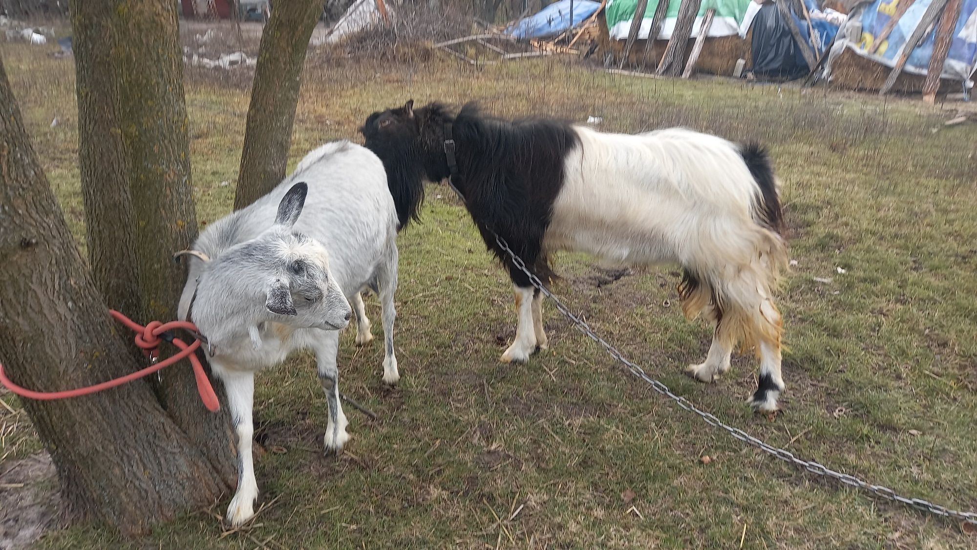 100 %племений козел  Ламанч на злучку