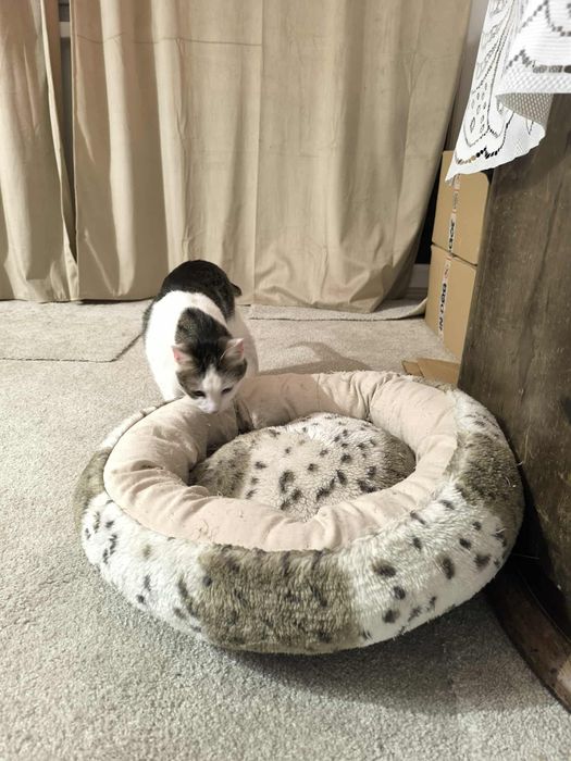 Marzymy, aby kotunia w końcu znalazła dom...