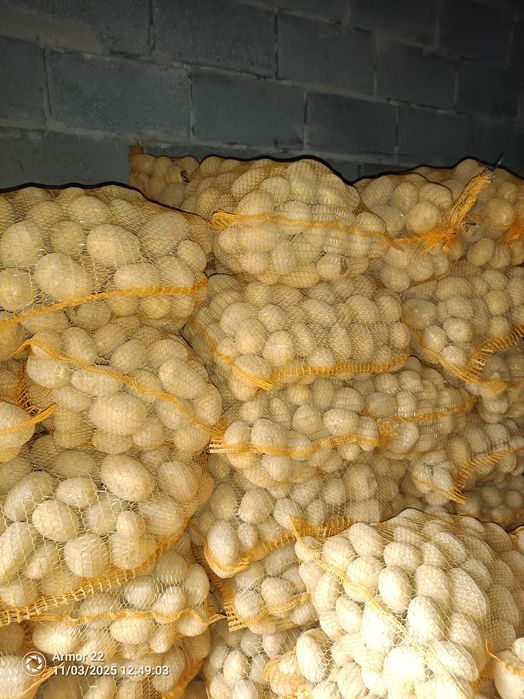 Ziemniaki Soraya , Queen Anne