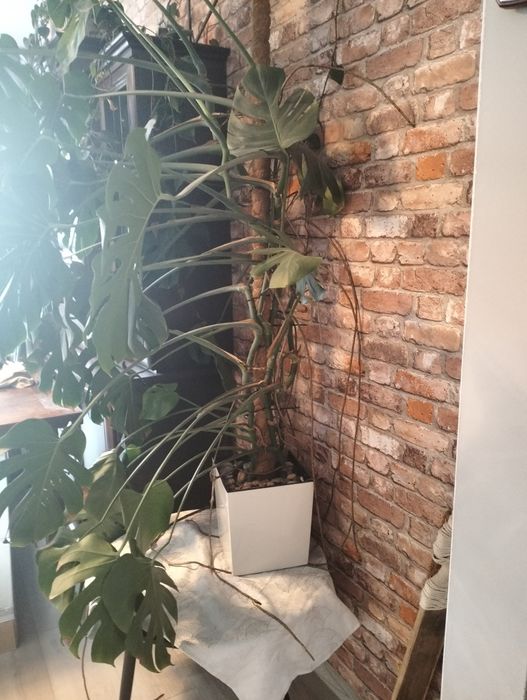 Monstera duże liście