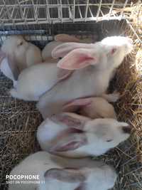 Vendo coelhos 2 meses