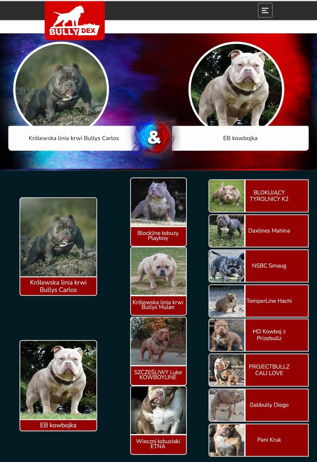 Suczka lilac tri Cowboy meets Playboy american bully