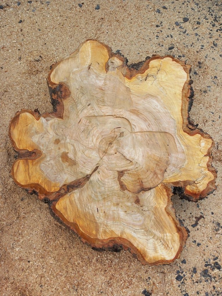 Plastry drewna czereśnia plaster blat