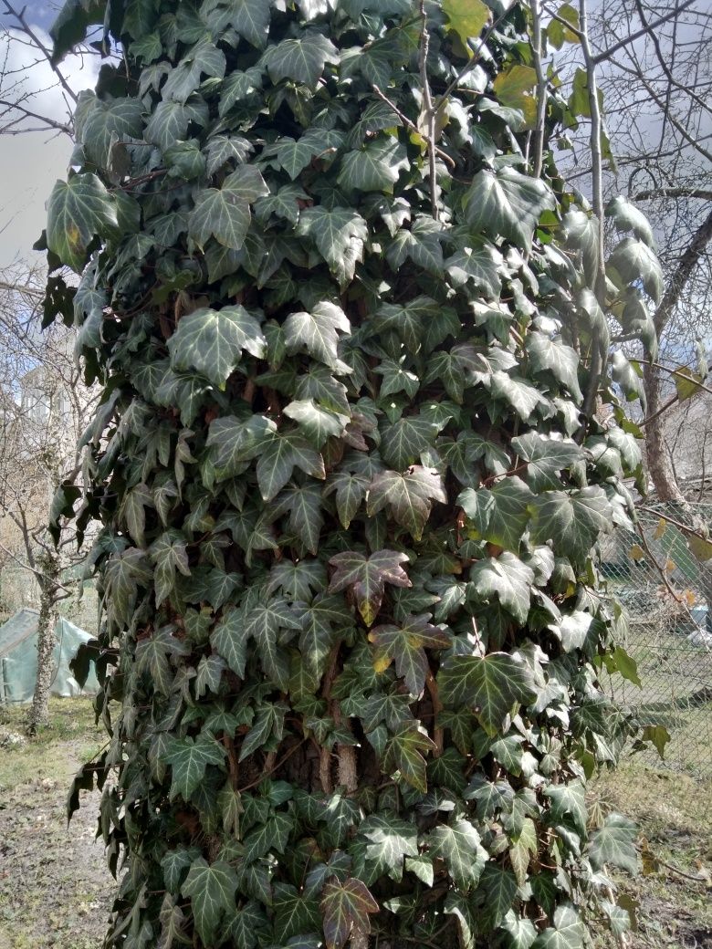 Папороть садова, плющ декоративний