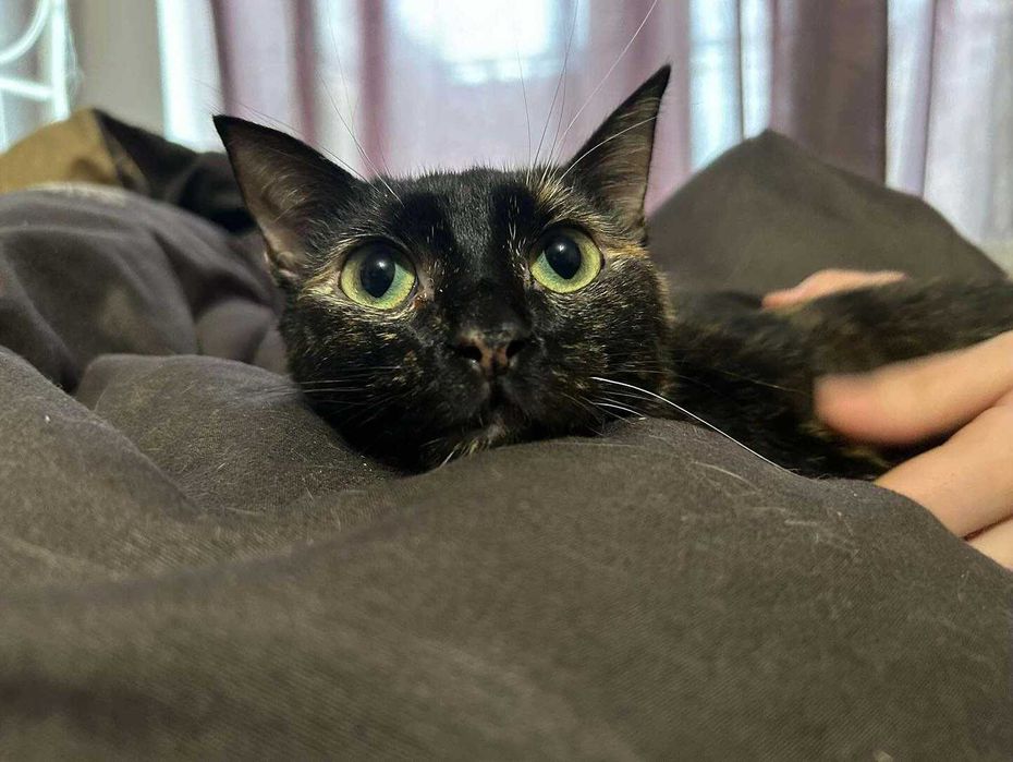 kotka szylkretowa jaga tymczasem aktualne