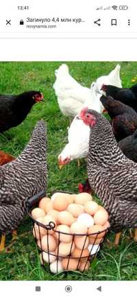 Продам курей несушек на яйца народа легор 11 месяцев