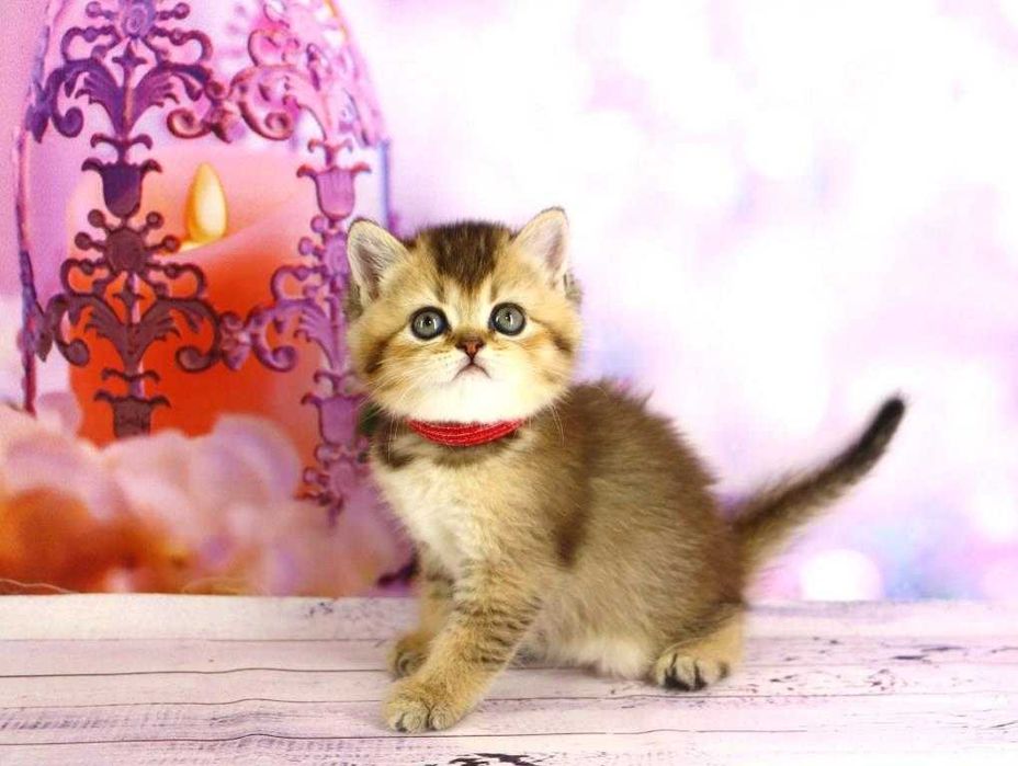 Очень красивый шотландский прямоухий котик