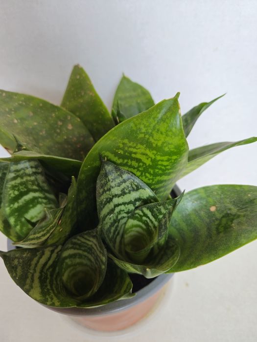 Planta Espada de São Jorge em Vaso Plástico 12 cm