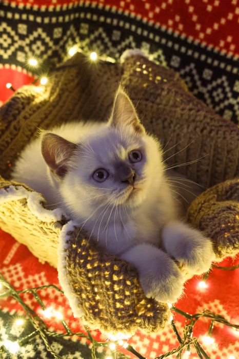 Шотландське кошеня