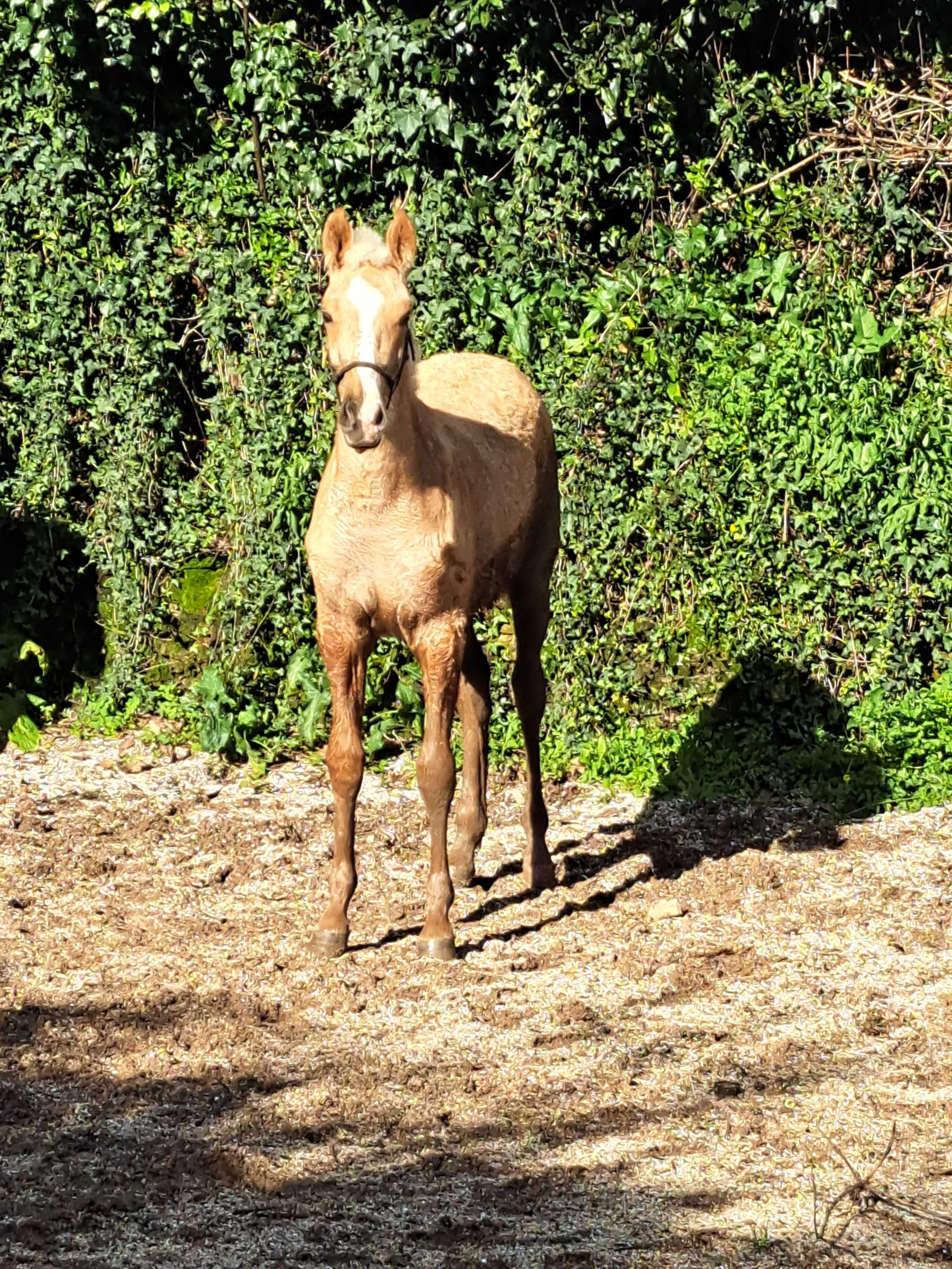 Potra palomina 9 meses