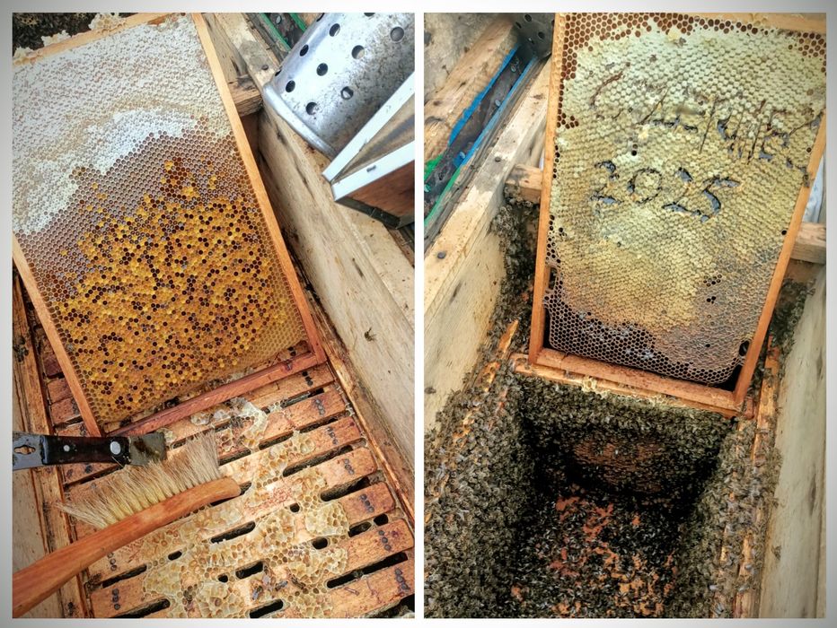 Miód wielokwiatowy LETNI zbiór z akacji, facelii i innych kwiatów 2025