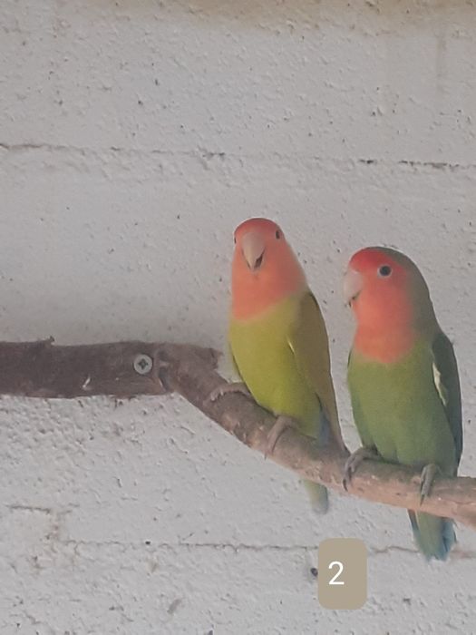 Rossicolis para criar a mão