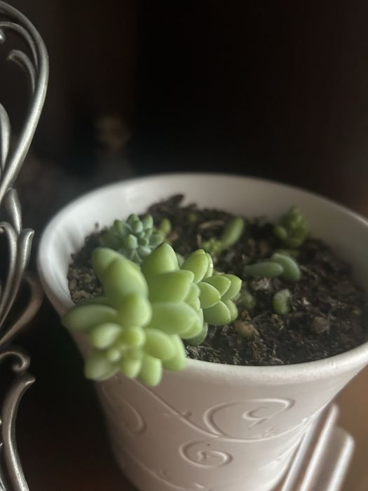 Sedum burrito sadzonka ukorzeniona