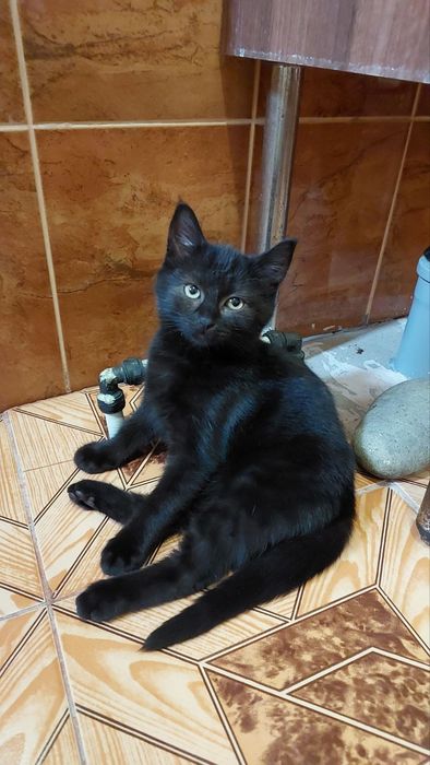 Кошеня-хлопчик 2,5міс.врятували з вулиці, мріє про люблячу родину!