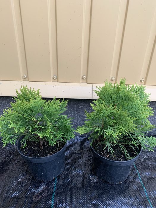 Сосна банкса,ялина голуба,ялиця бальзамічна,туя,хвойні рослини