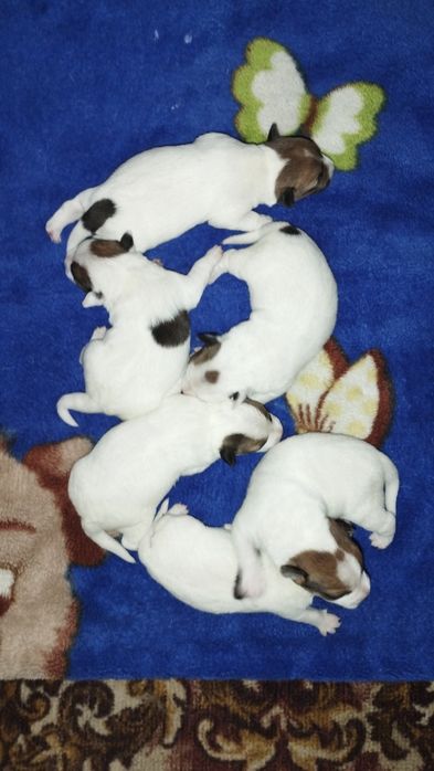 Продам Джек Рассел