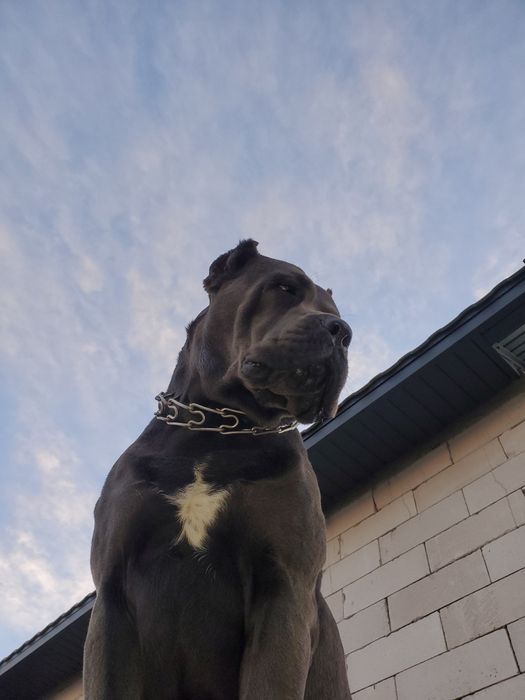 Клубные щенки cane-corso Italiano.