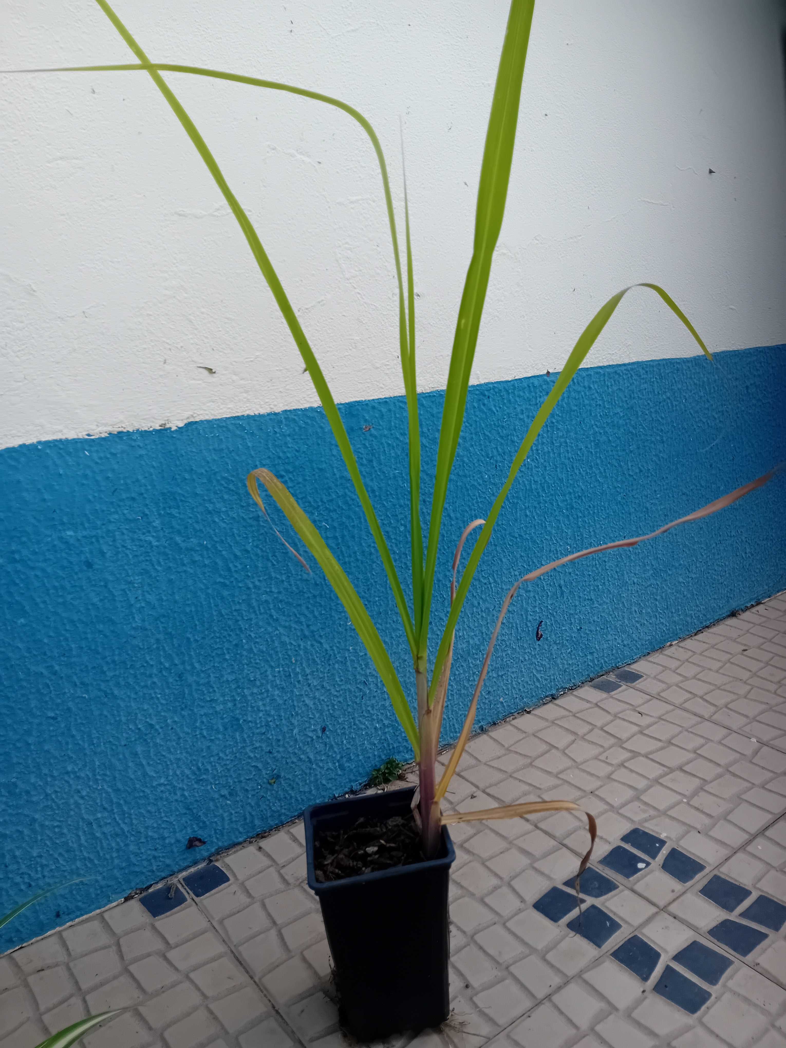 Cana de acucar planta