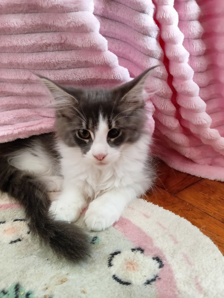 Maine coon kotka niebieska z białym pręgowana rodowód FPL