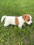 Sunia Fiona Jack Russel Terrier/ Magic Jack