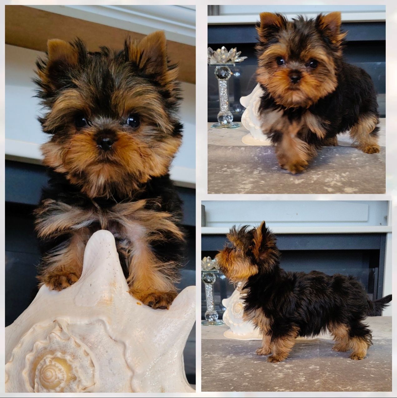 Chłopczyk piesek York Yorkshire Terrier FCI ZKwP