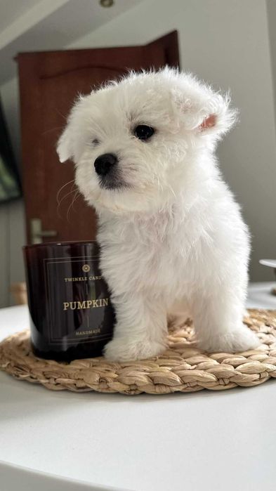 Miniaturka Maltańczyk Piesek z Rodowodem Chipem