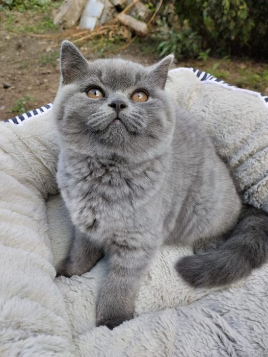 Котенок британский