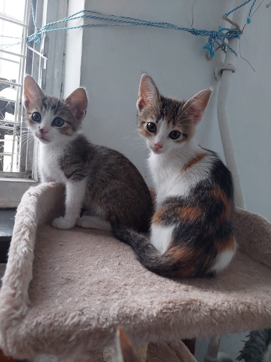 Uratowane, malutkie kociaki szukają domów