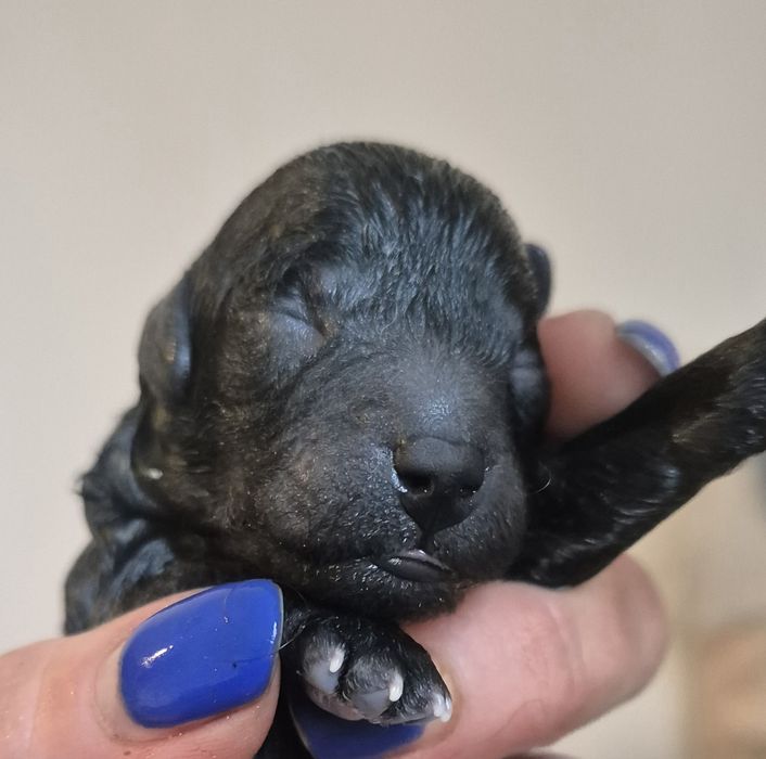 Pudel miniaturowy/toy zapowiedź miotu