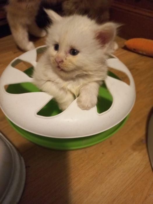 Biały Kocurek Maine Coon WCF