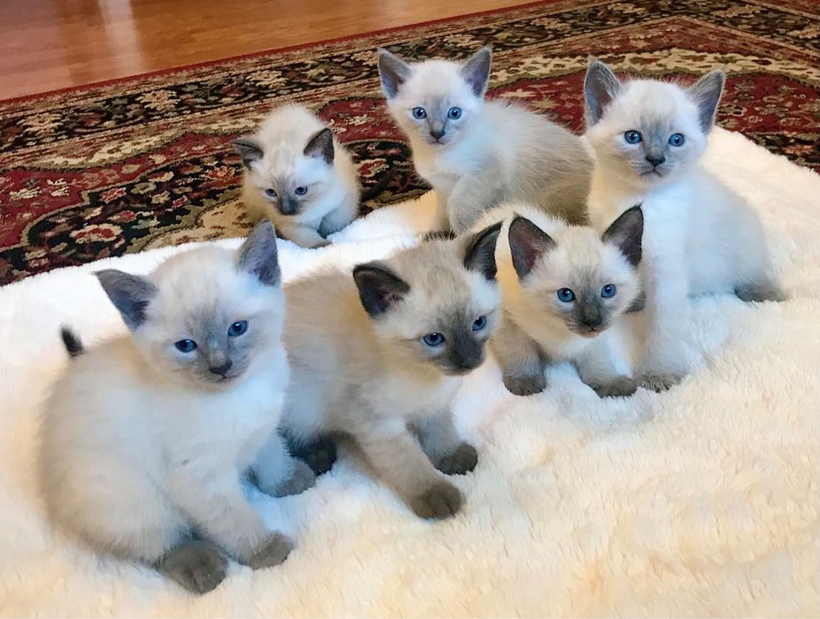 Gatos Siameses para adoção