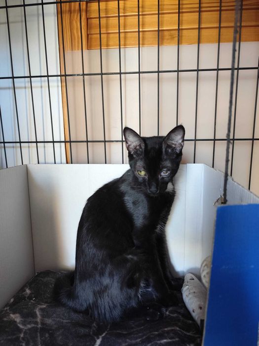Gato bebé para adoção consciente