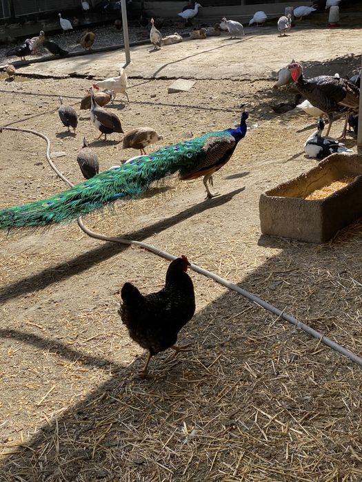 Pavões adultos e jovens