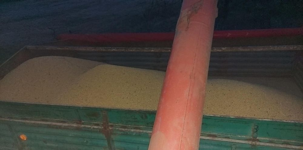 Soja odmiana Abaca