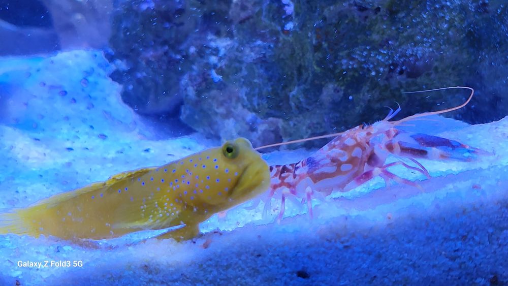 Alpheus Bellulus e Yellow Watchman Goby